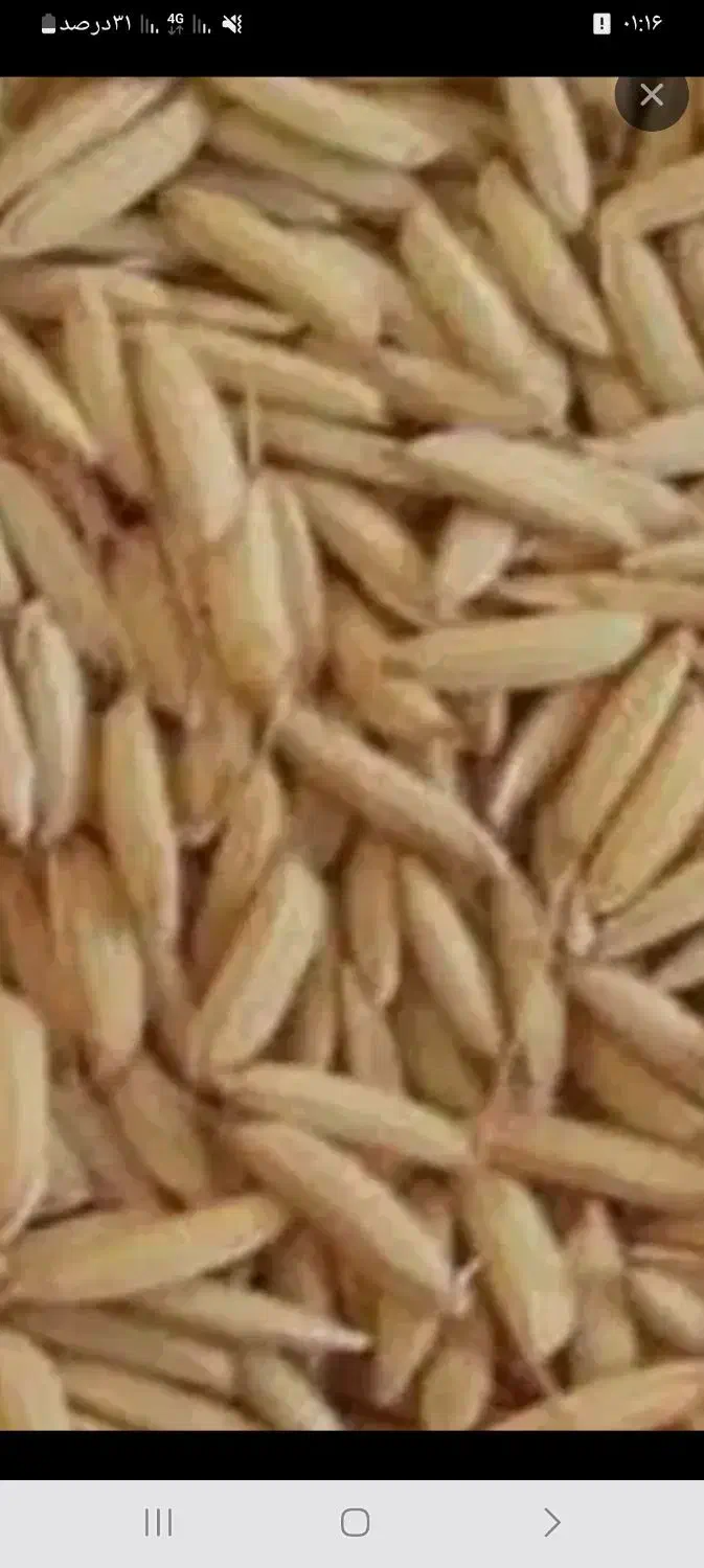 فروش چلت صدری درجه یک|خدمات باغبانی و درختکاری|دورود, |دیوار