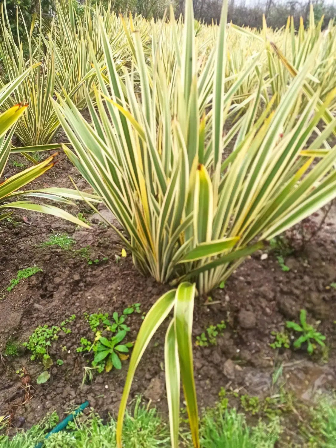 گل کنفی نیوزیلندی(مشیری ابلق)|گل و گیاه طبیعی|نشتارود, |دیوار