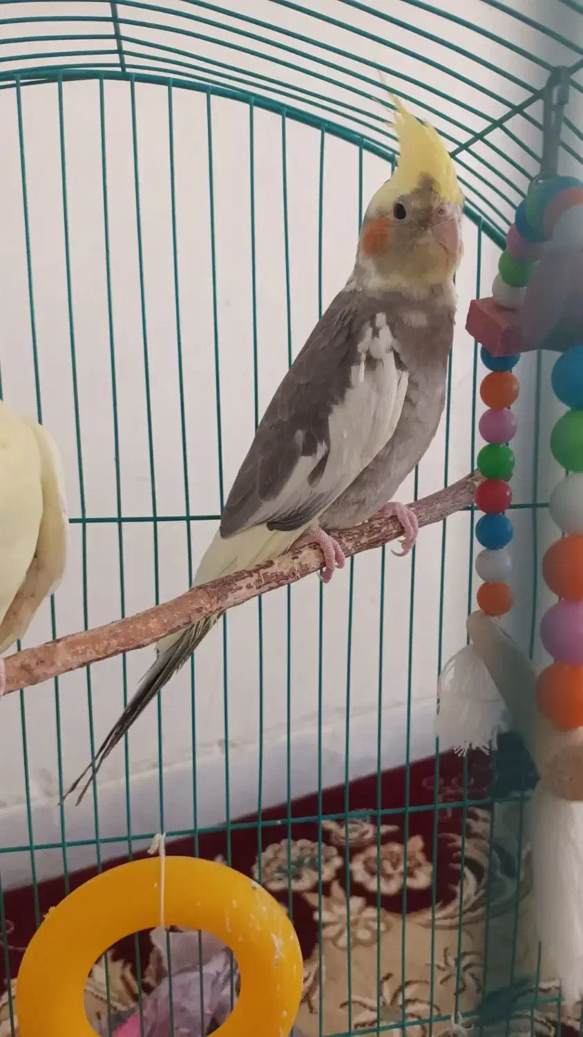 عروس هلندی نر و ماده|پرنده|اراک, |دیوار