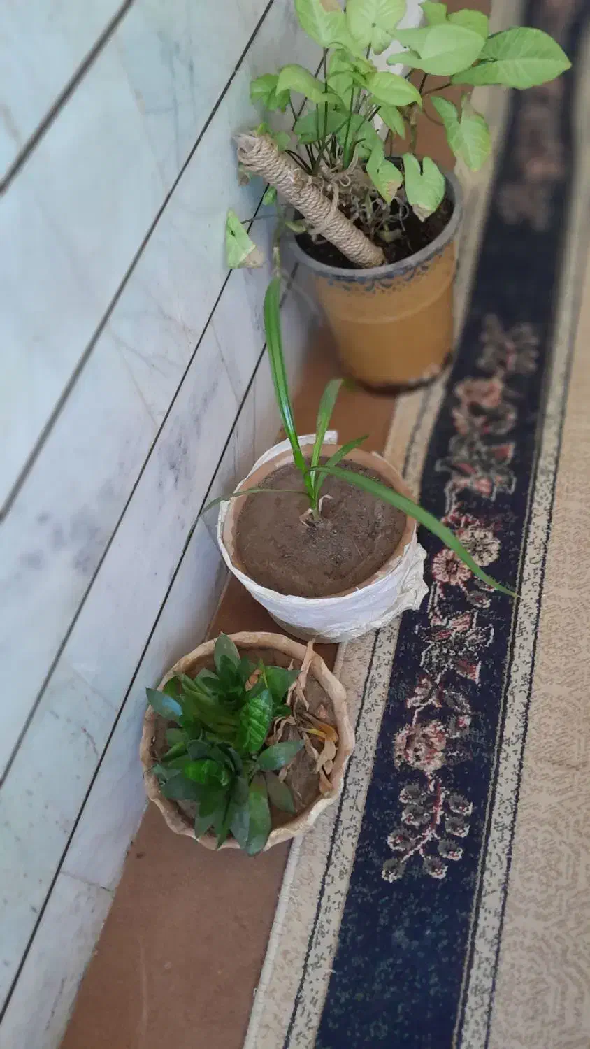 ۱۰ عددگل وگلدان به اضافه استند چوبی|گل و گیاه طبیعی|جیرفت, |دیوار