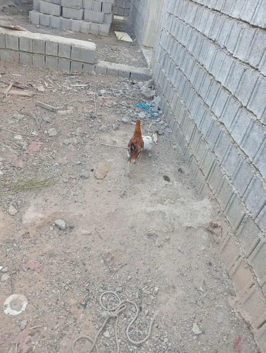 مرغ|حیوانات مزرعه|وحدتیه, |دیوار