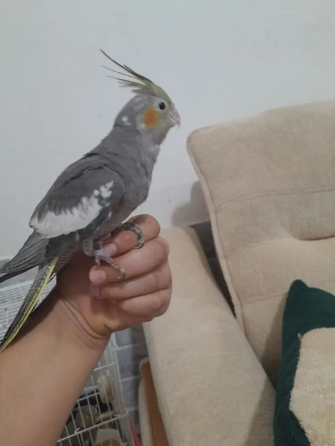 ۲تاجوجه عروس معاوضه با عروس لوتینو یا آلبینو نر|پرنده|انابد, |دیوار