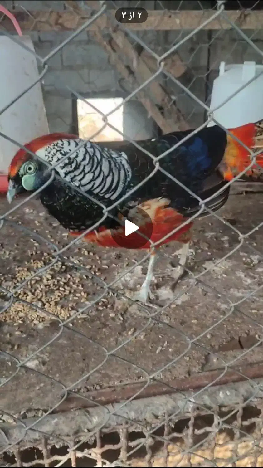 مرغ لیدی|حیوانات مزرعه|شلمان, |دیوار