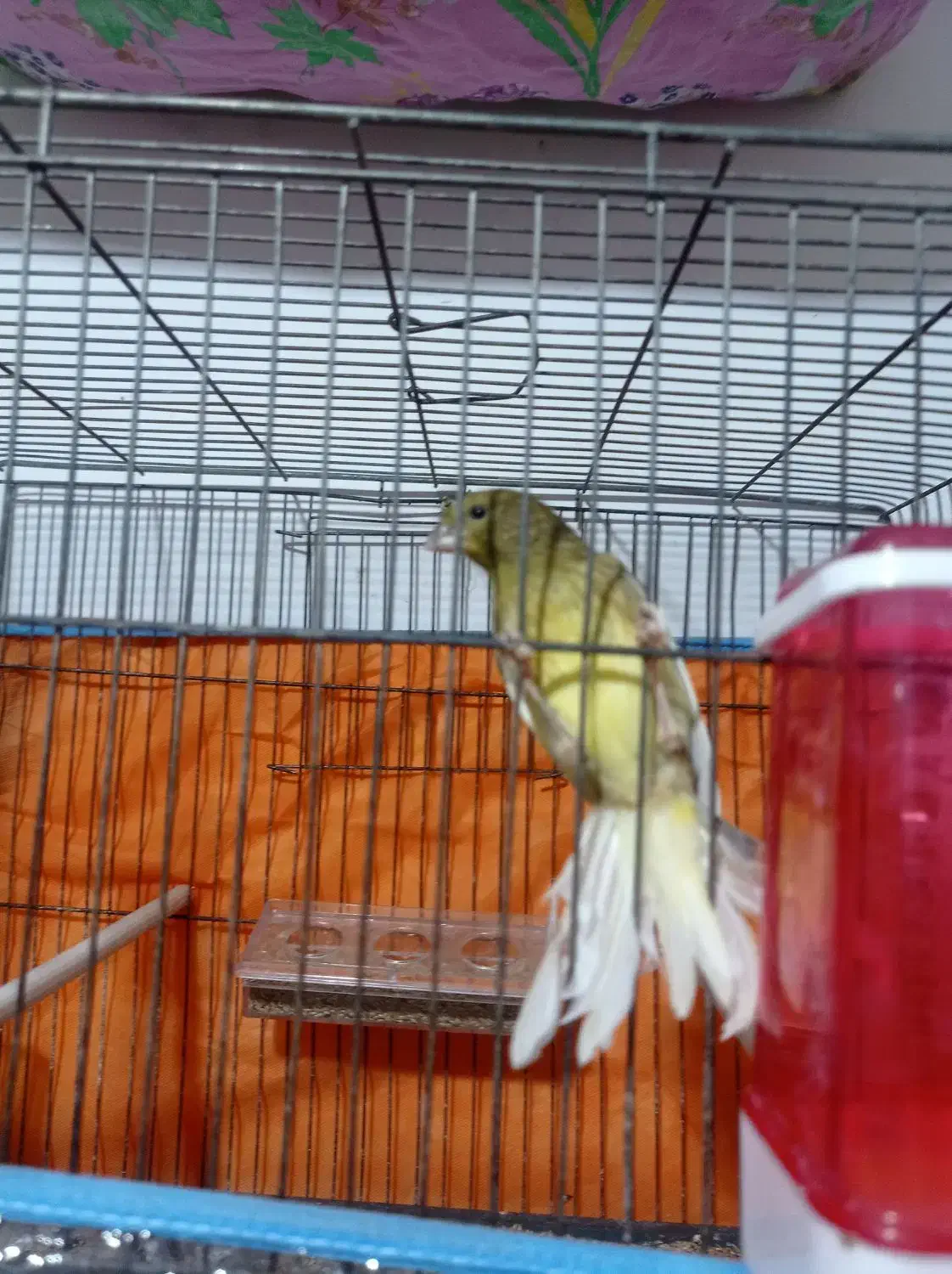 قناری قورولتی نر|پرنده|اردبیل, |دیوار