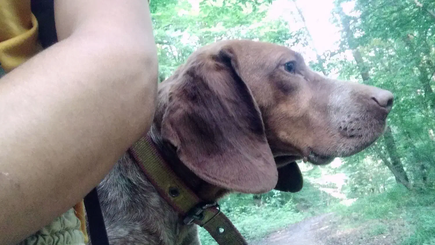 توله دنبلانی|سگ|صادق آباد, |دیوار