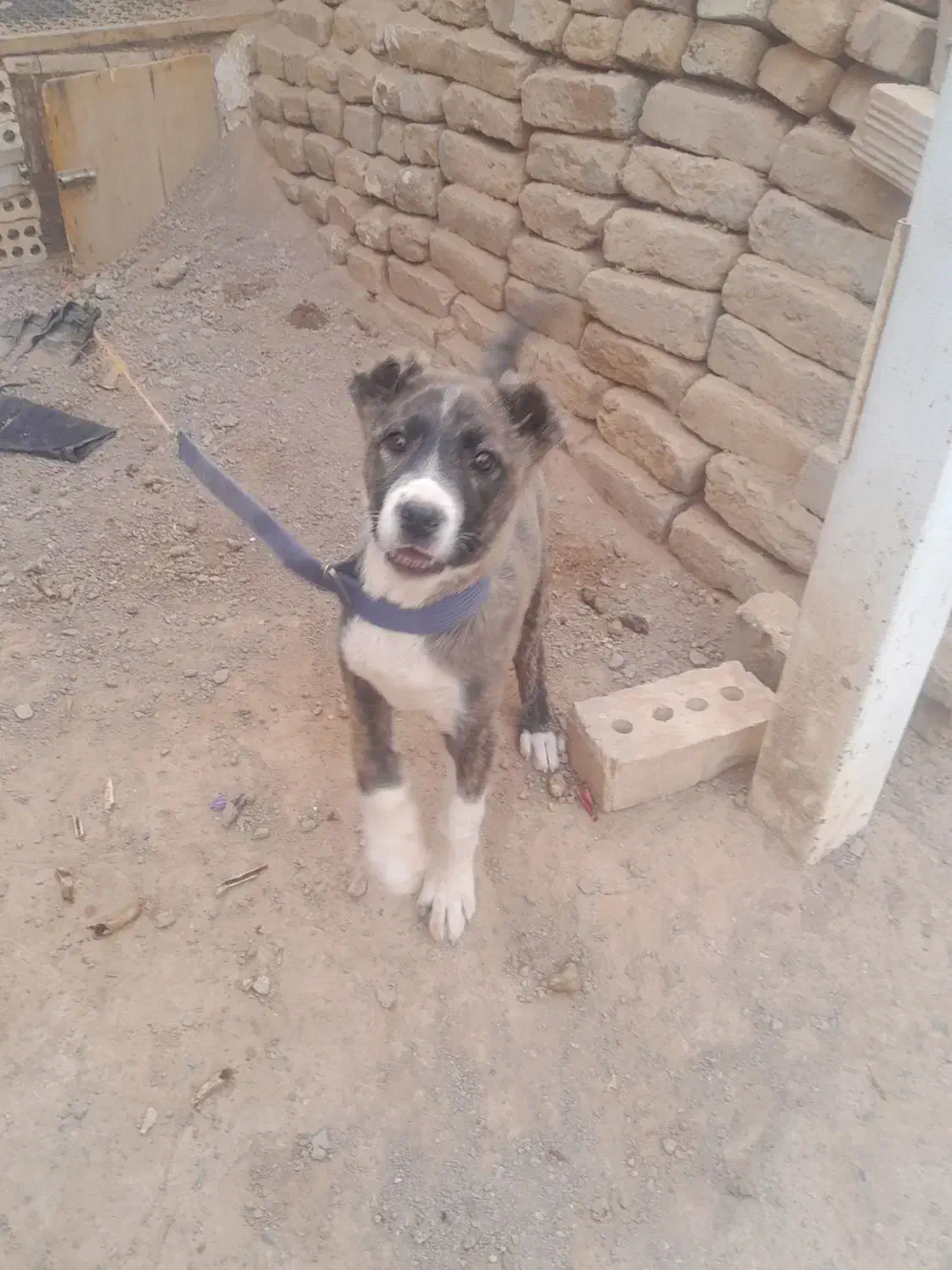 کوچوک ماده|سگ|تربت جام, شیخ احمد جامی|دیوار