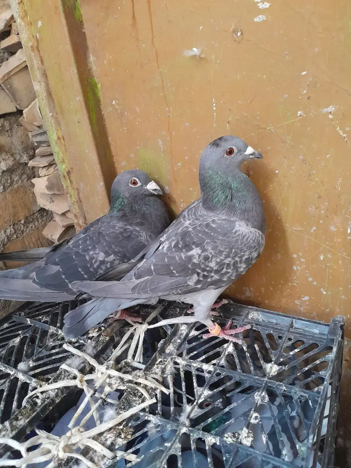 کبوتر پلاکی|پرنده|دهدشت, |دیوار