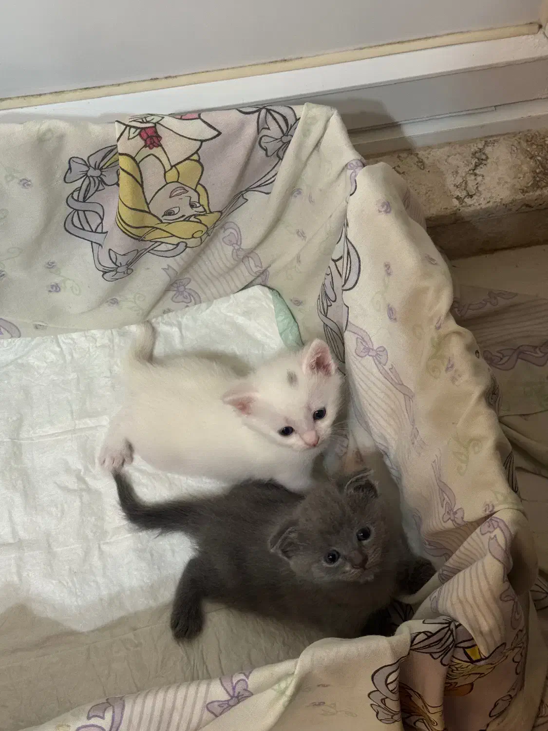 گربه اسکاتیش بلو اشرافی|گربه|آمل, |دیوار