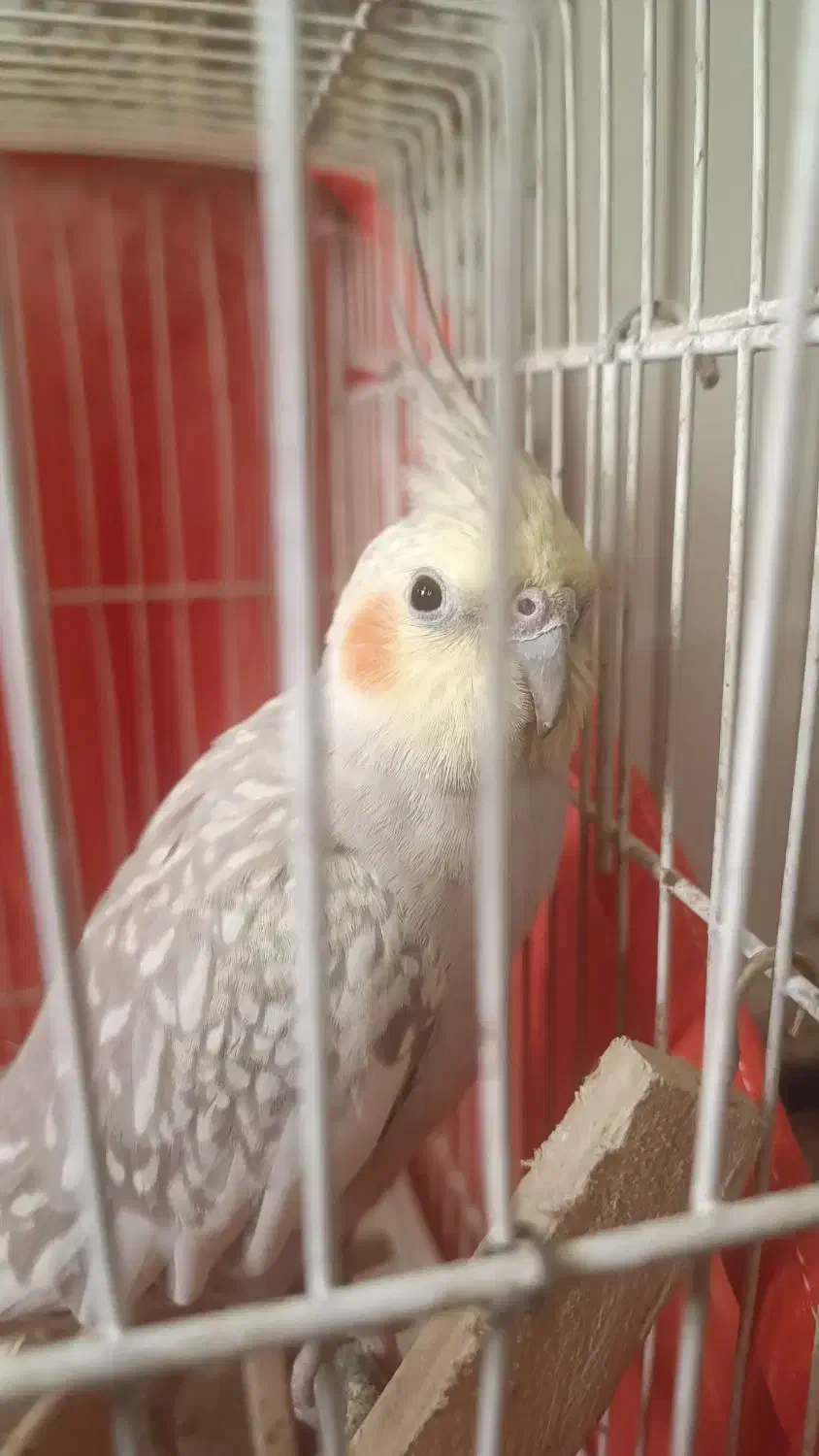 عروس هلندی مولد ماده|پرنده|پاکدشت, پاکدشت (مامازند)|دیوار