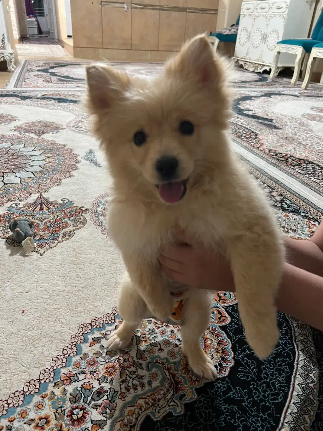 حیوان خوانگی|سگ|کرج, عظیمیه|دیوار