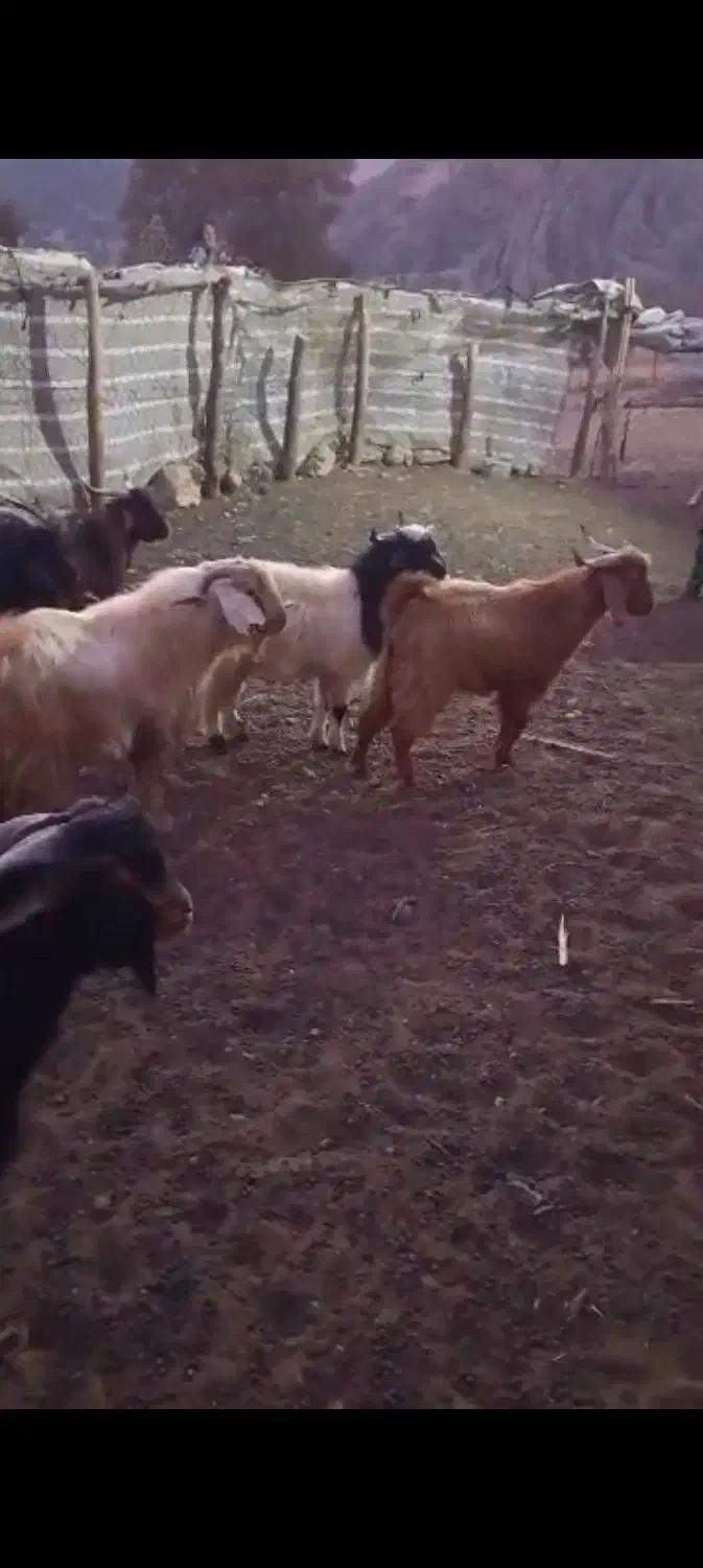 کره کیلویی ۳۰۰|حیوانات مزرعه|پاتاوه, |دیوار