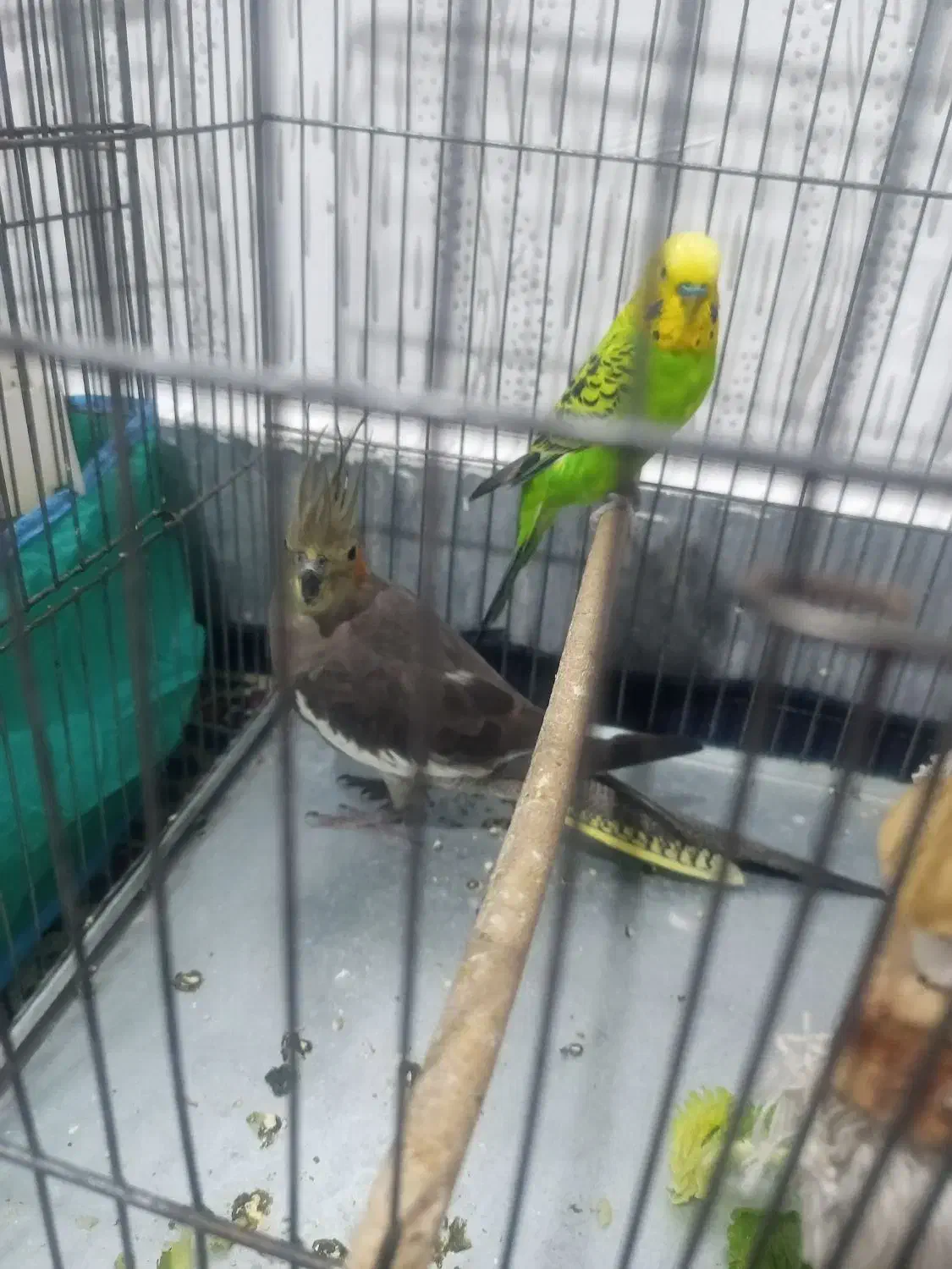 عروس هلندی.ماده|پرنده|کوهدشت, |دیوار