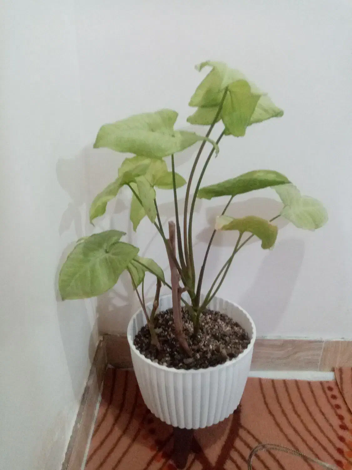 کد حیوانی|عمده‌فروشی|قوچان, |دیوار