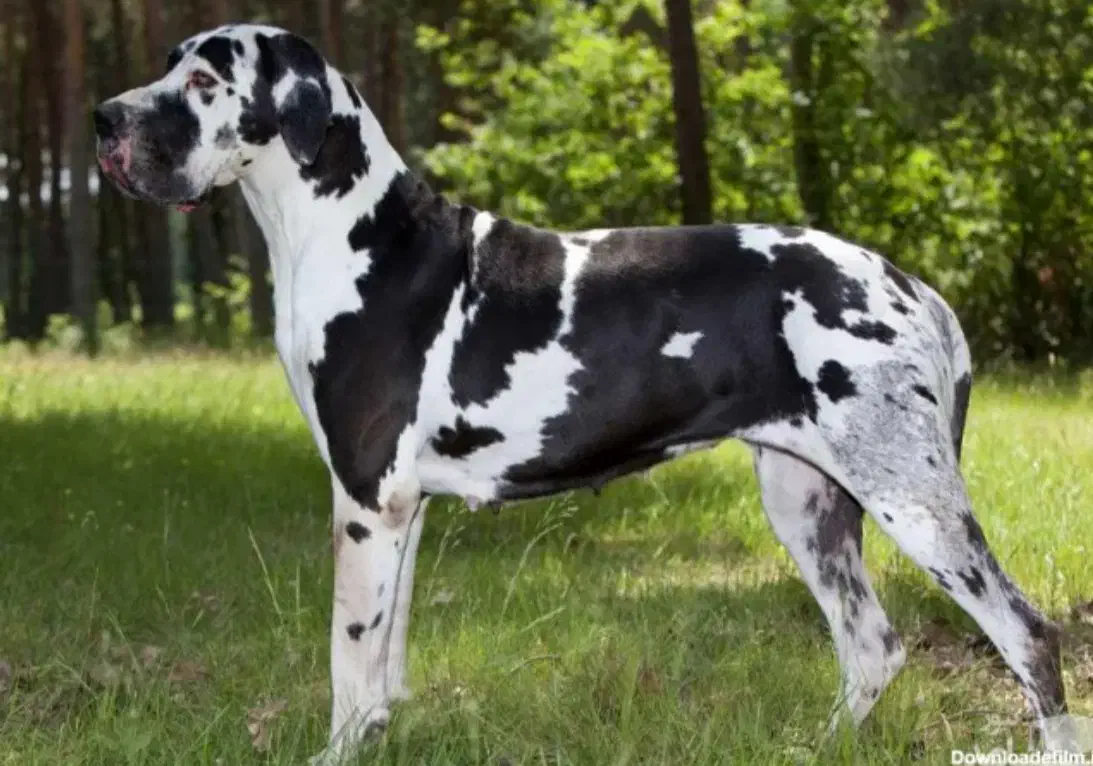 گریت دین نر جهت جفت گیری با ماده ی شما|سگ|تهران, آهنگران (سراسیاب دولاب)|دیوار