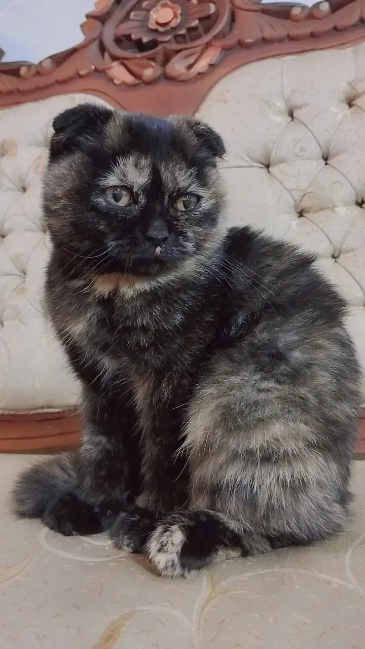 گربه نژاد دار|گربه|نیشابور, خط کاشمر|دیوار