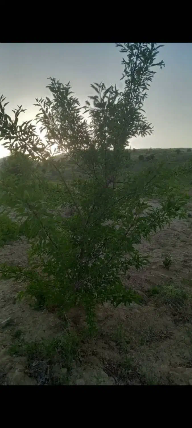 باغ بادم ثمری معاوضه با خودرو|فروش زمین و ملک کلنگی|کوهمره, |دیوار