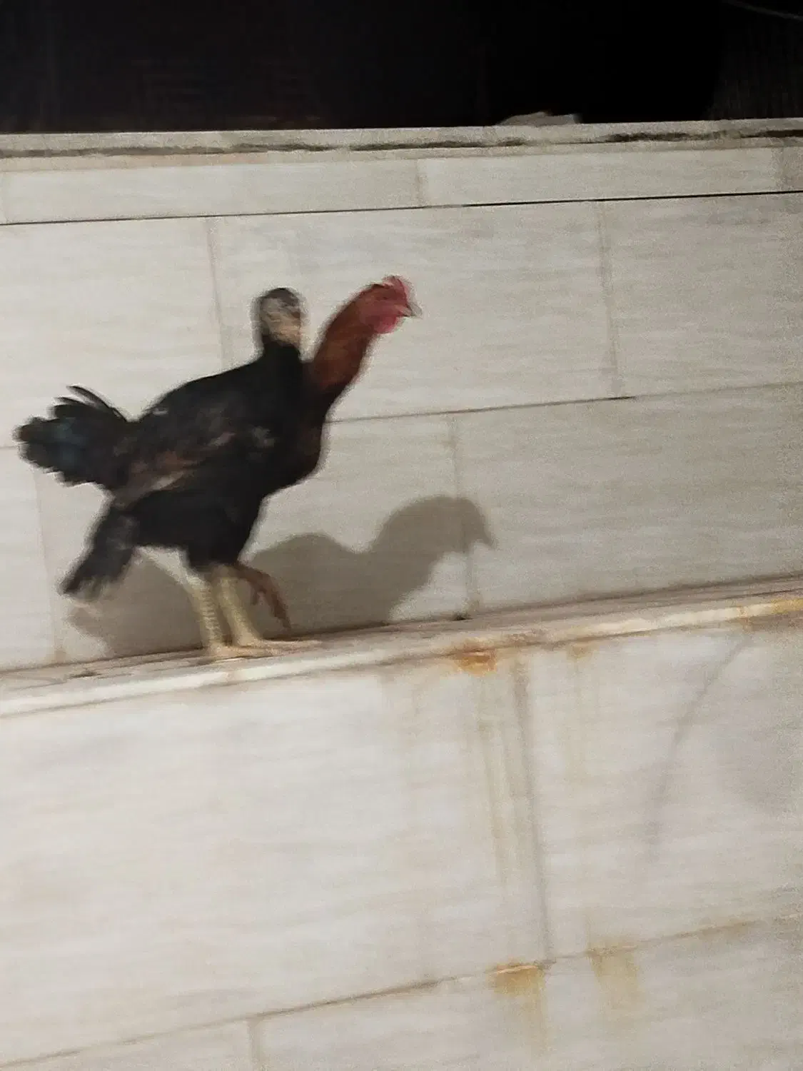 جفت لاری|حیوانات مزرعه|اردکان, |دیوار