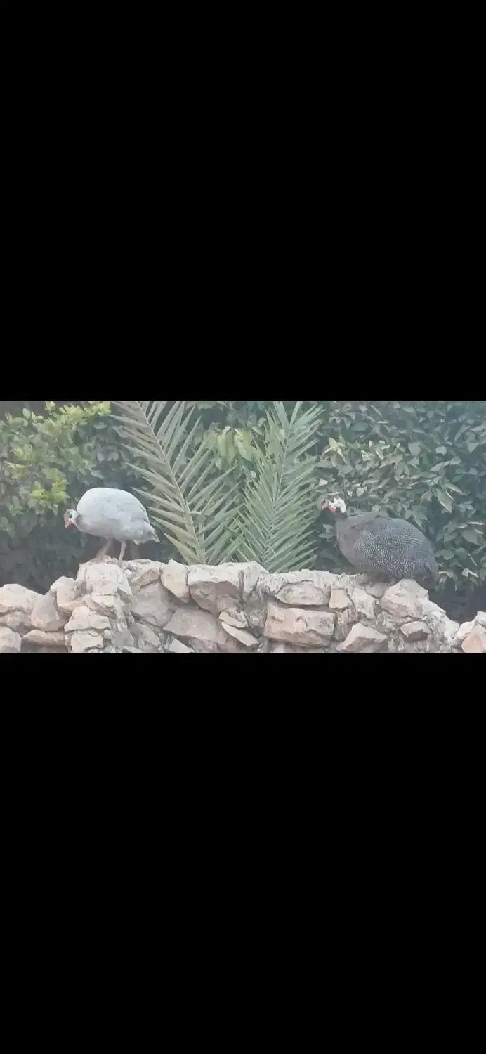 مرغ شاخدار|حیوانات مزرعه|کازرون, |دیوار