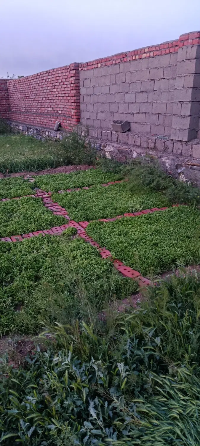 شتیل گوجه|خدمات باغبانی و درختکاری|میاندوآب, |دیوار
