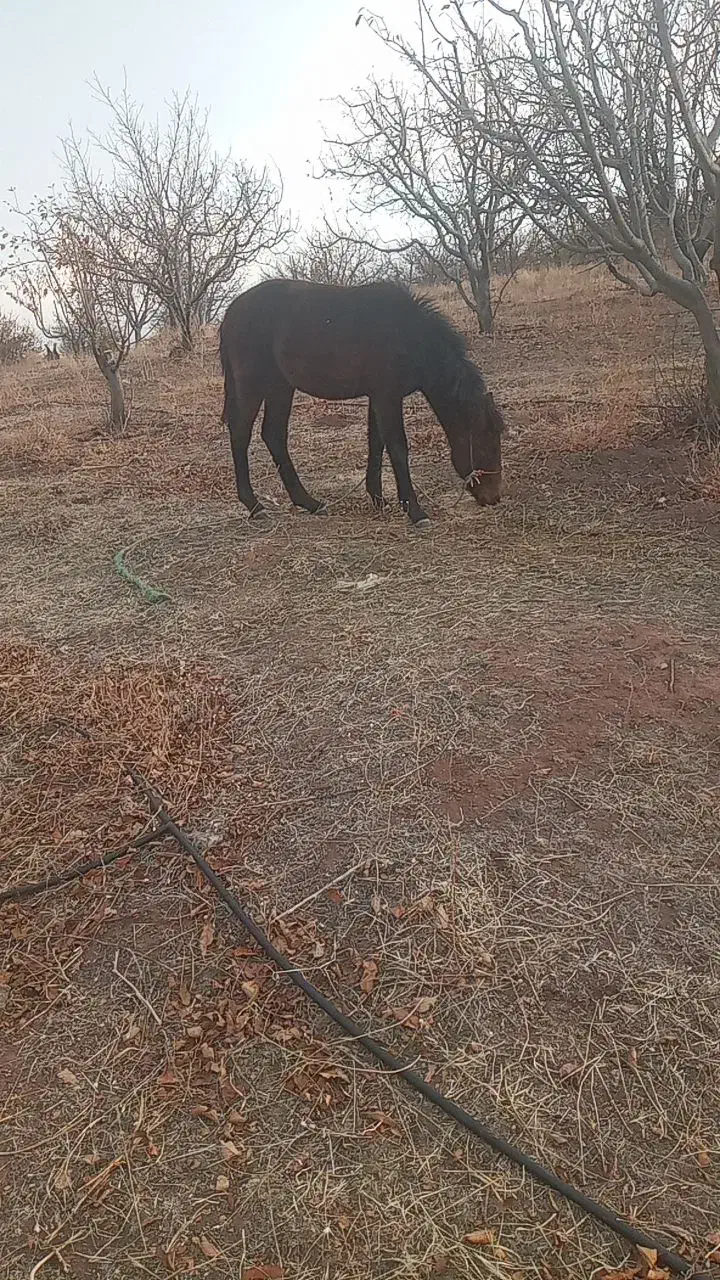دایچه|اسب و تجهیزات اسب‌سواری|اهر, |دیوار