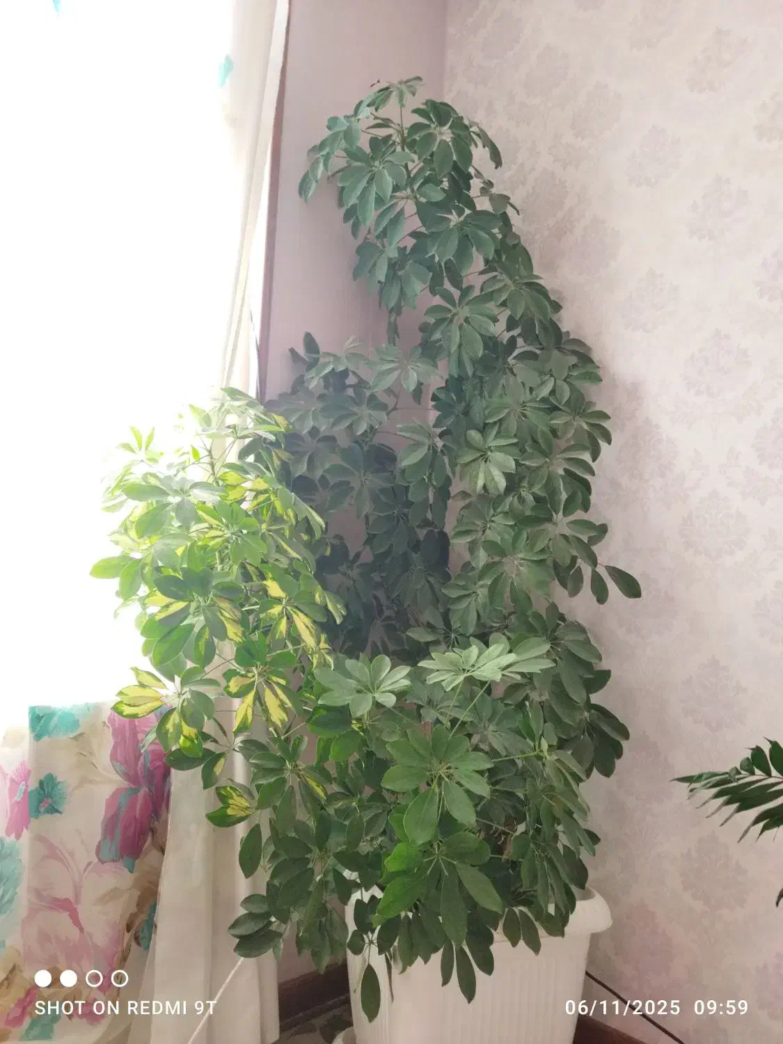 گل‌های آپارتمانی زیبا و شاداب|گل و گیاه طبیعی|صدرا-فارس, فاز ۱|دیوار