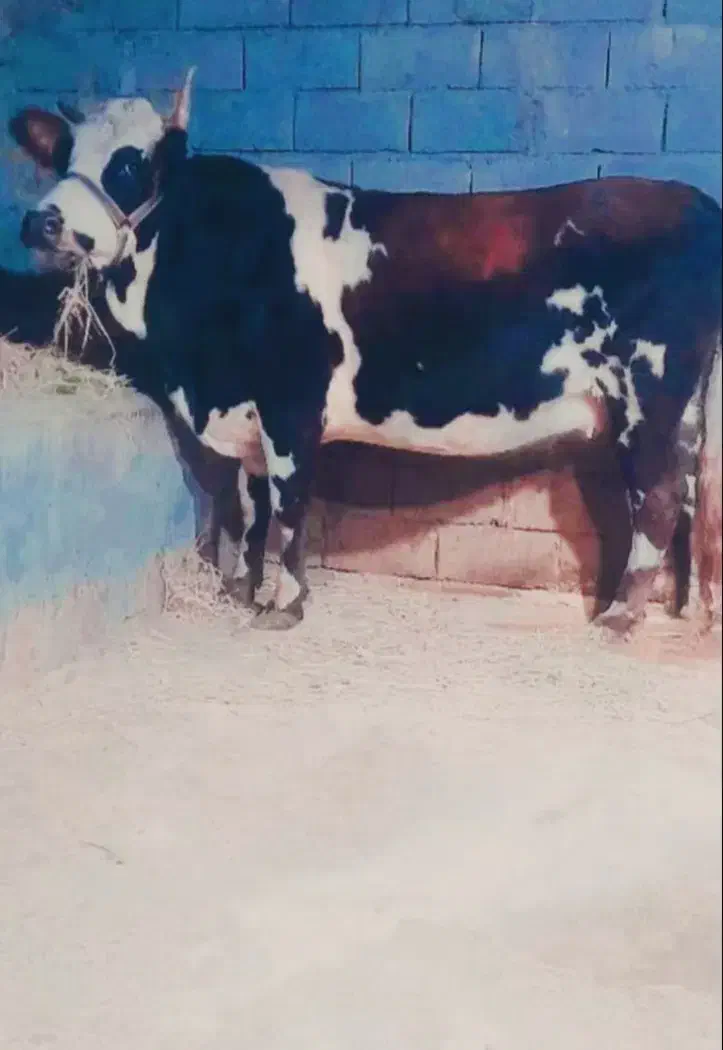 گاو سیمینتال ۷ماه حامله|حیوانات مزرعه|لاهیجان, بازکیاگوراب|دیوار