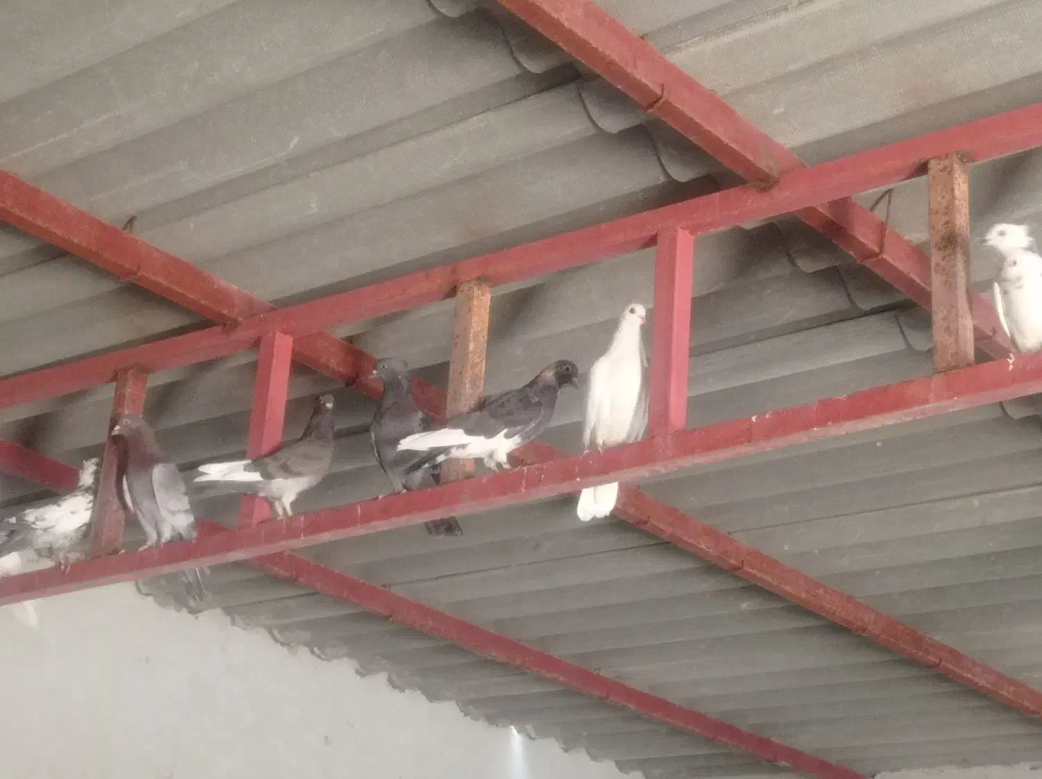 پرنده.|پرنده|دهدشت, |دیوار