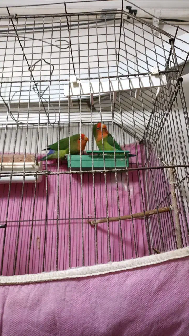 طوطی برزیلی|پرنده|بندر امام خمینی, |دیوار