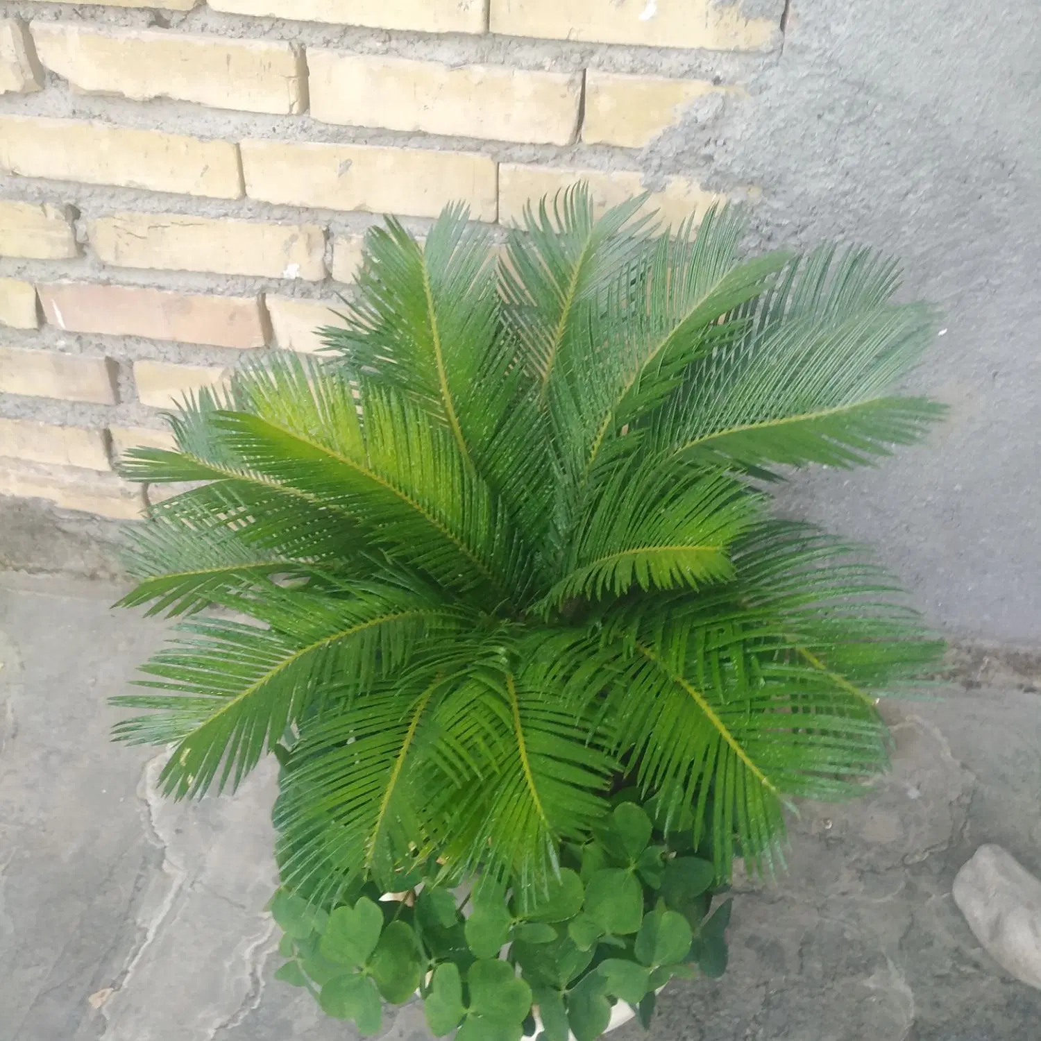 گل سیکاس|گل و گیاه طبیعی|مشهد, خواجه ربیع|دیوار