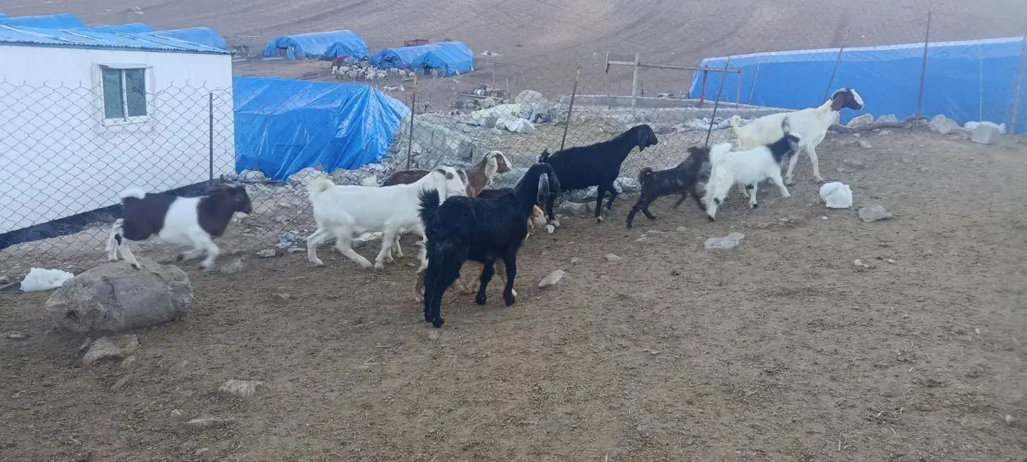 بز وبزغاله|حیوانات مزرعه|کرمانشاه, |دیوار