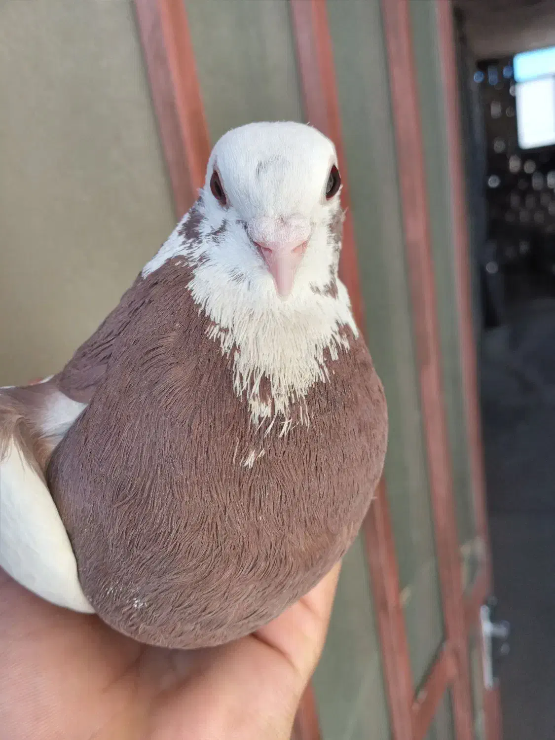 ماده سرخ و سفید پاپری|پرنده|فرخ‌شهر, |دیوار