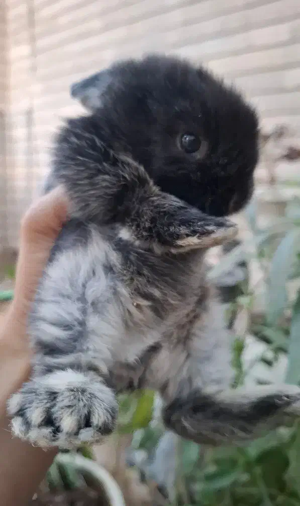 توله خرگوش لوپ|موش و خرگوش|اهواز, کیانپارس |دیوار