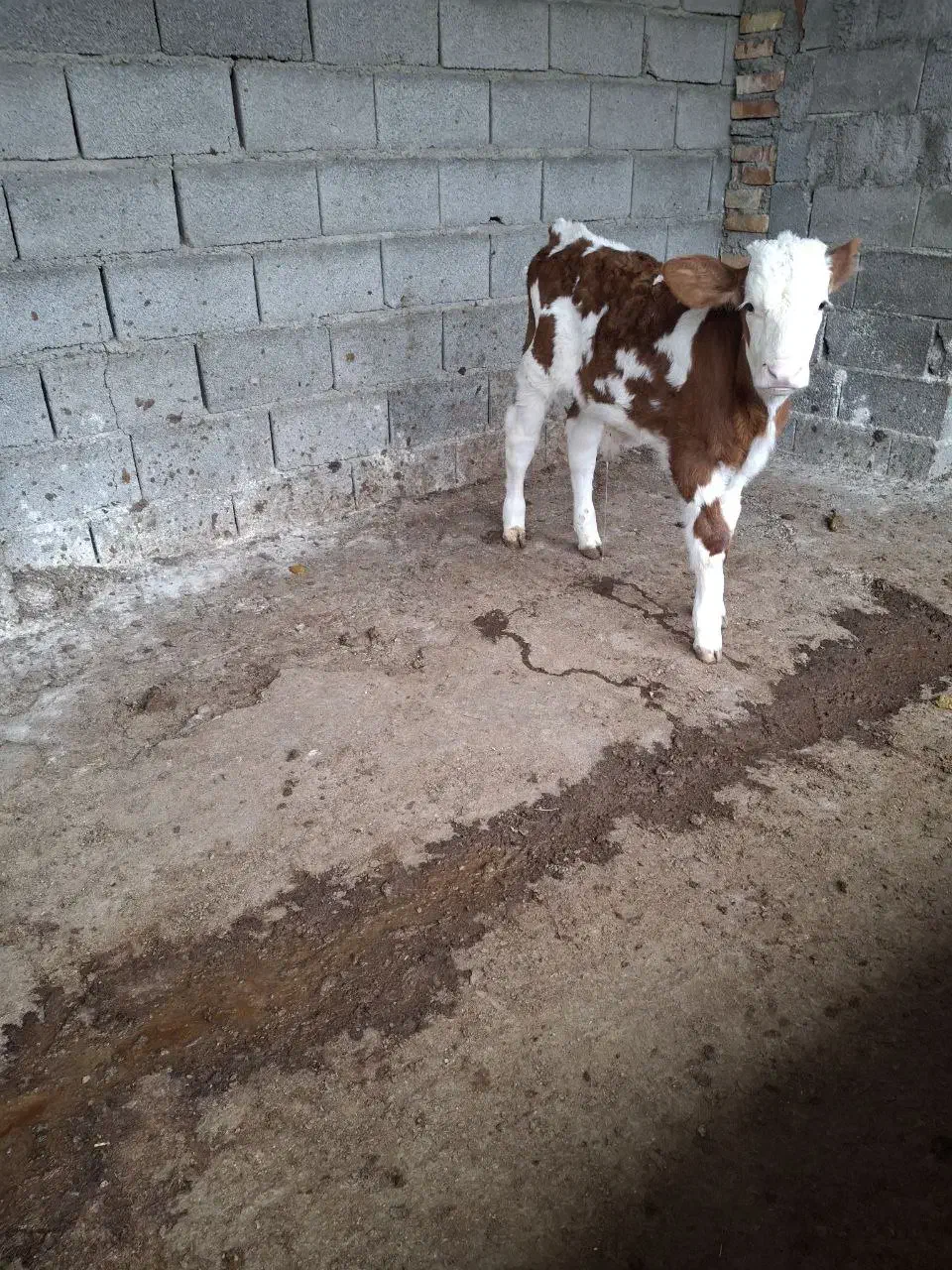 گوساله نر|حیوانات مزرعه|ساری, |دیوار