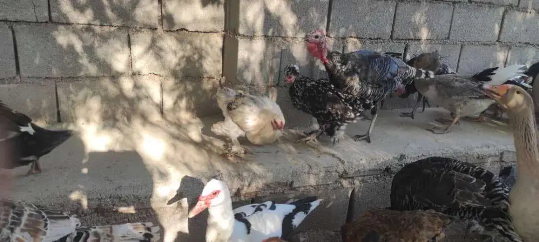 غاز مرغ اردک روسی بوقلمون|حیوانات مزرعه|چیتاب, |دیوار