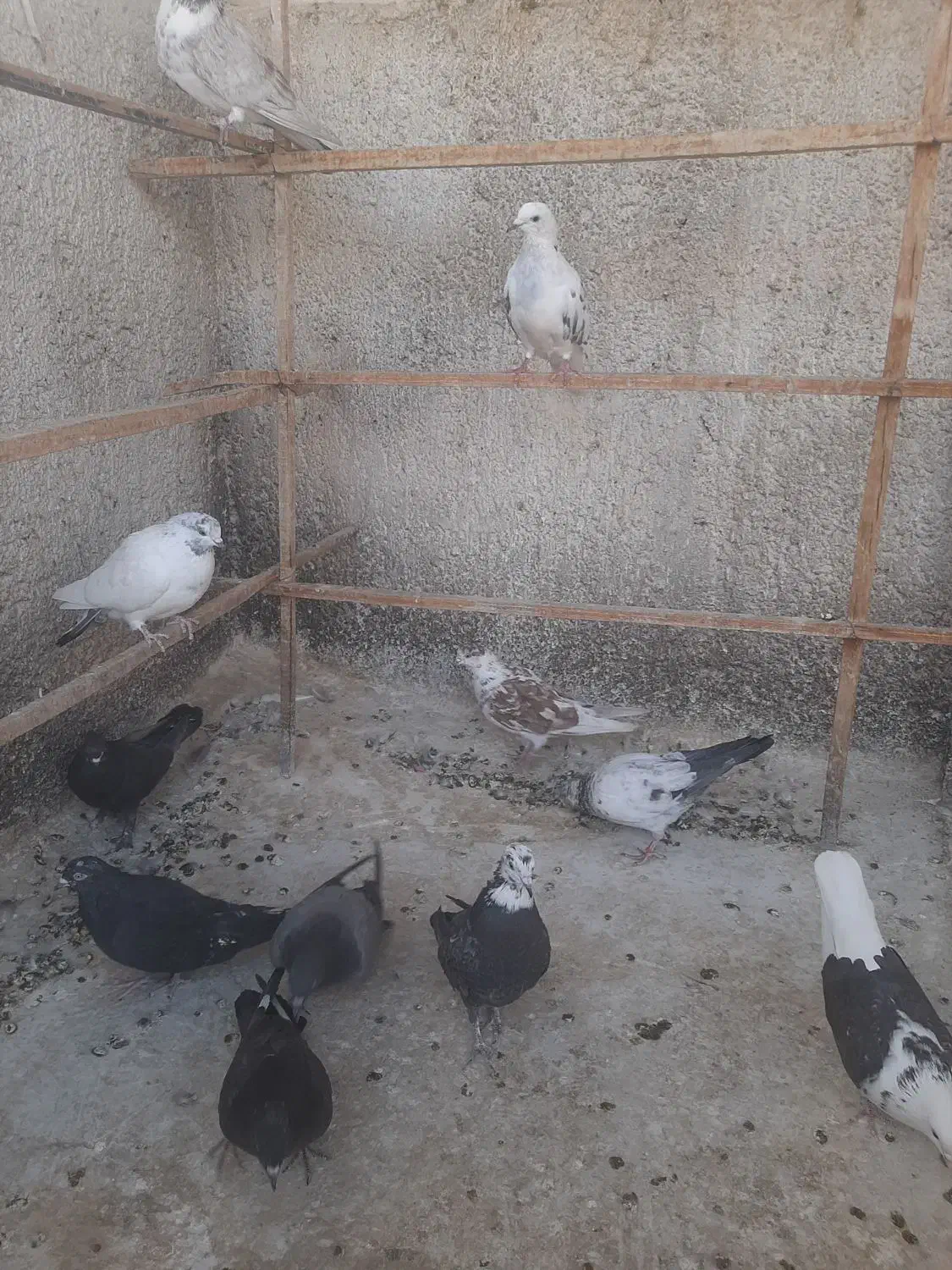 ده عددکبوترگرفتنی|پرنده|شاهرود, |دیوار