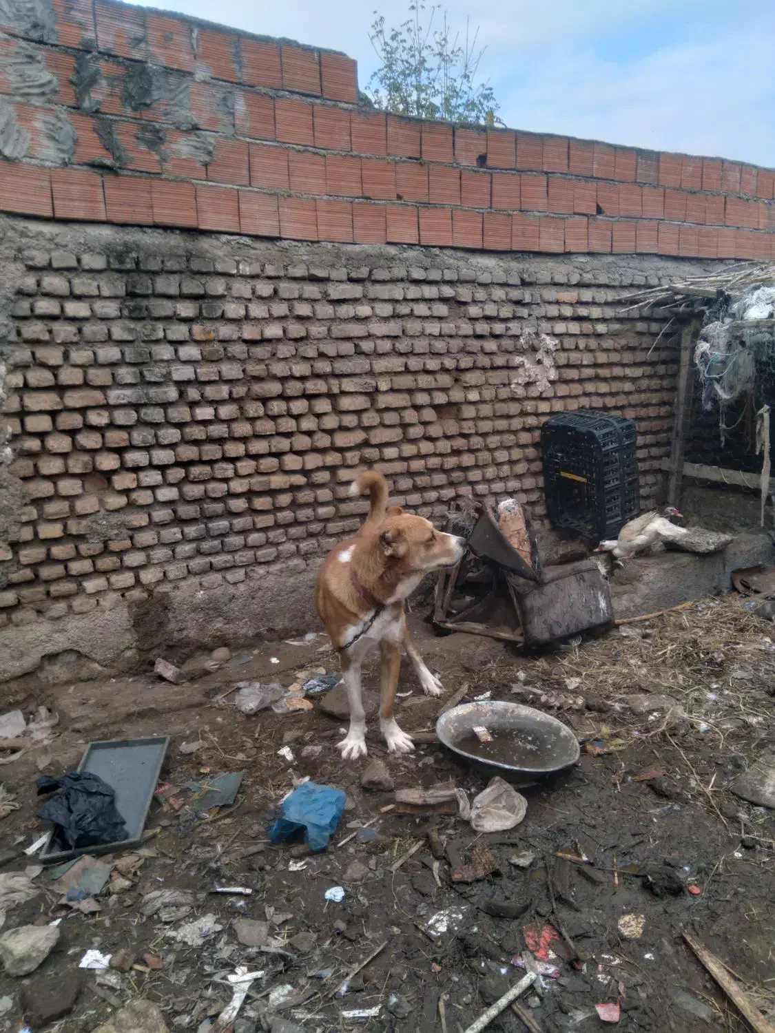 توله سگ افغانی ۱۵دماهه|سگ|فاضل آباد, |دیوار