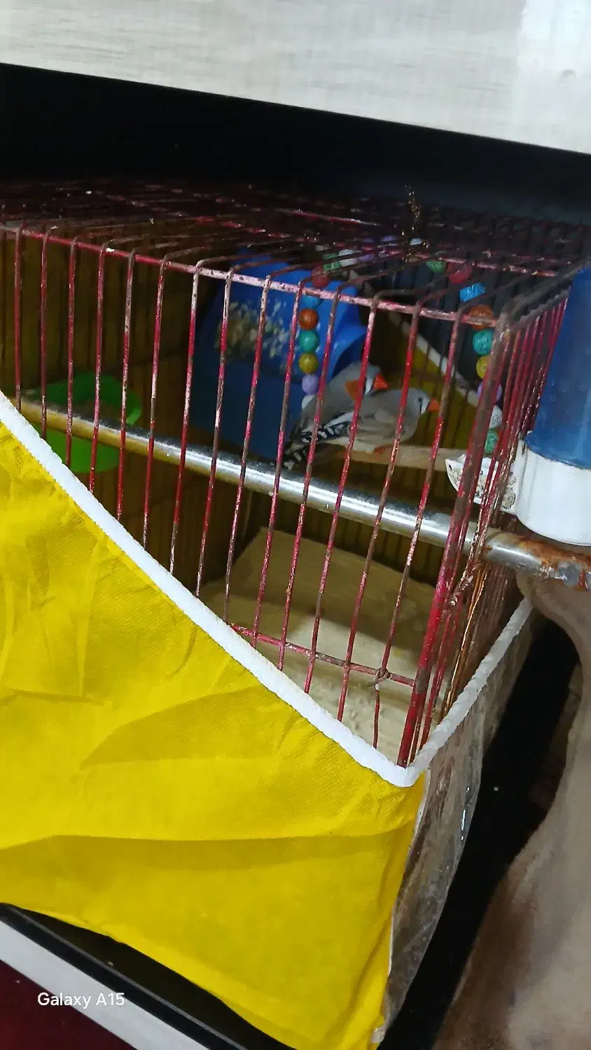 یک جفت فنچ|پرنده|شیروان (خراسان), |دیوار