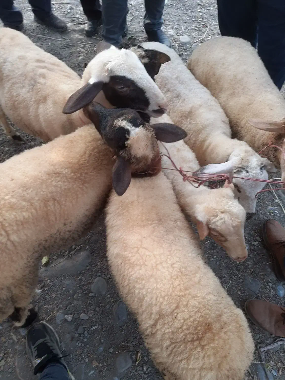 فروش بره نروماده|حیوانات مزرعه|شاندرمن, |دیوار