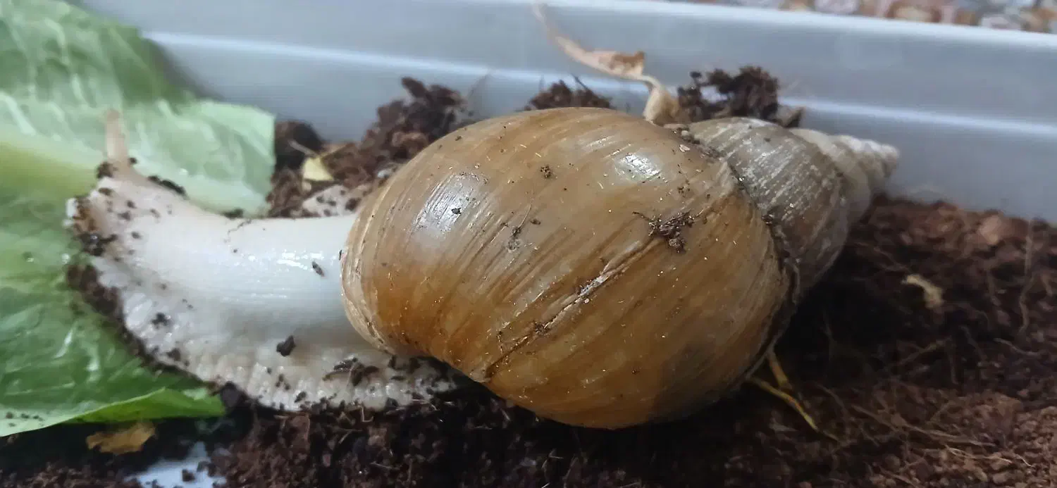 حلزون|خزنده|شیراز, شاپورجان|دیوار