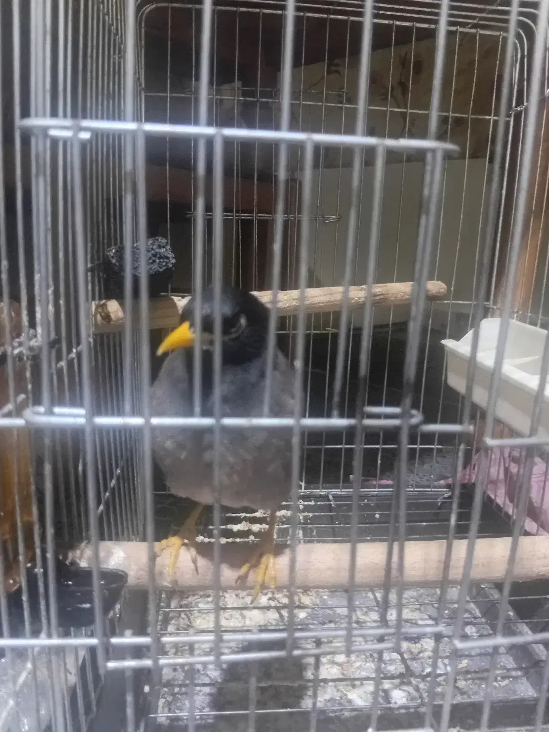 مرغ مینا|پرنده|شهریار, شهریار|دیوار