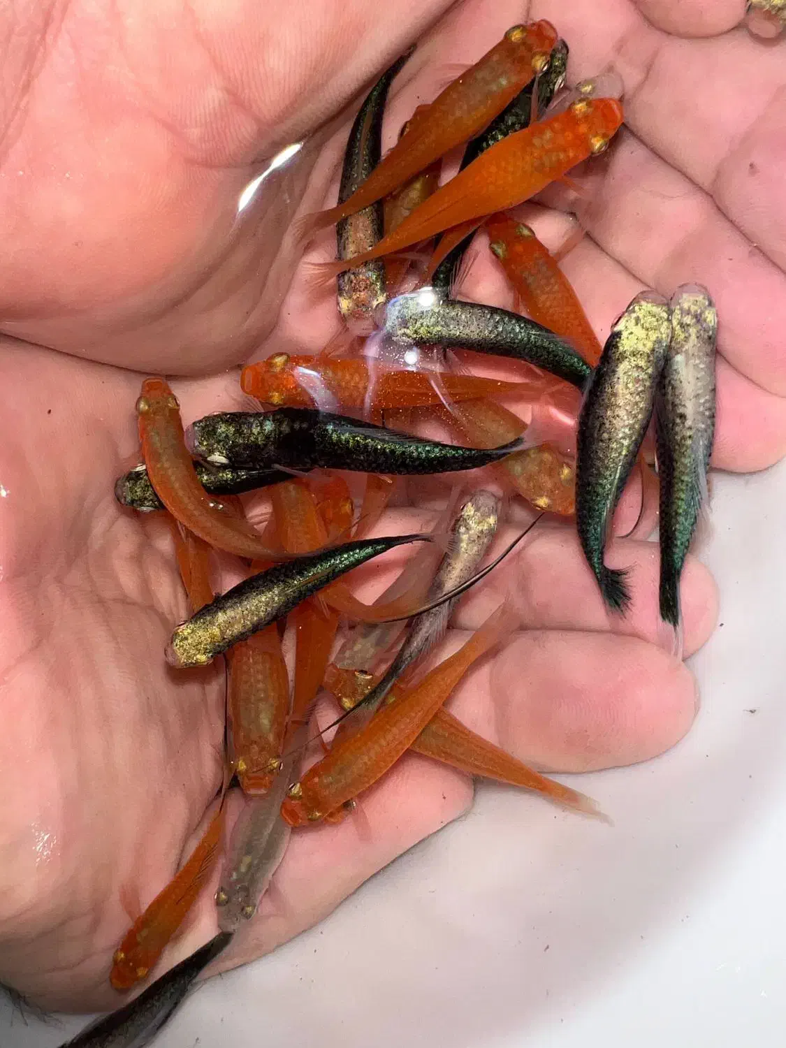 ماهی دم شمشیری مولد شکم پر|ماهی|مشهد, گوهرشاد|دیوار