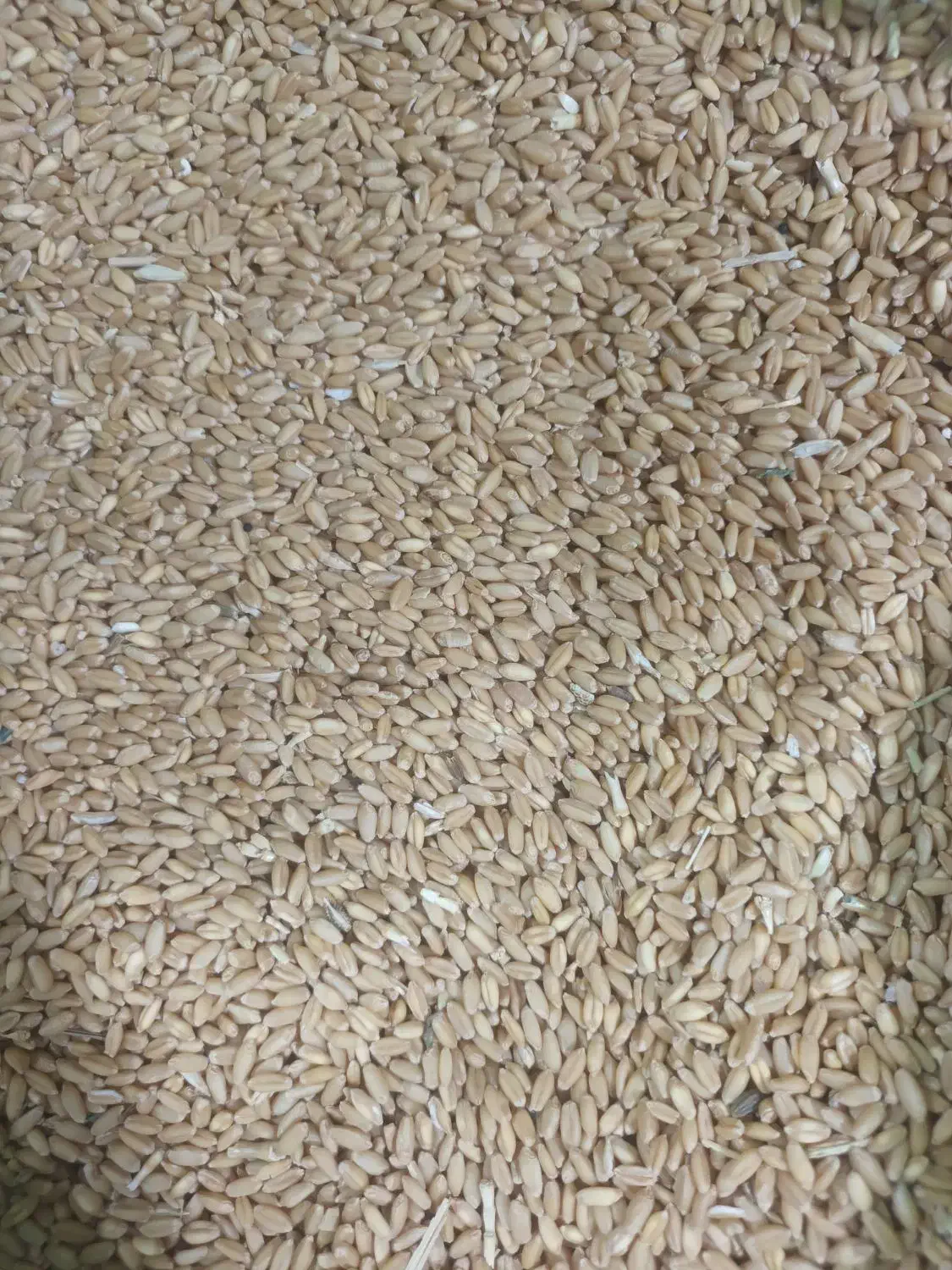 ۴تن گندم دیم برداشت امسال|لوازم جانبی حیوانات|قرچک, زیبا شهر|دیوار