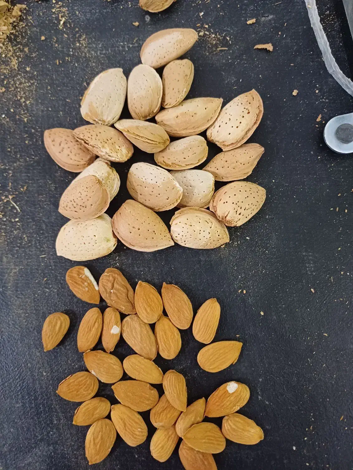 بادام و خشکبار به صورت نقد و مدت با به قیمت تجاری|خوردنی و آشامیدنی|بن, |دیوار