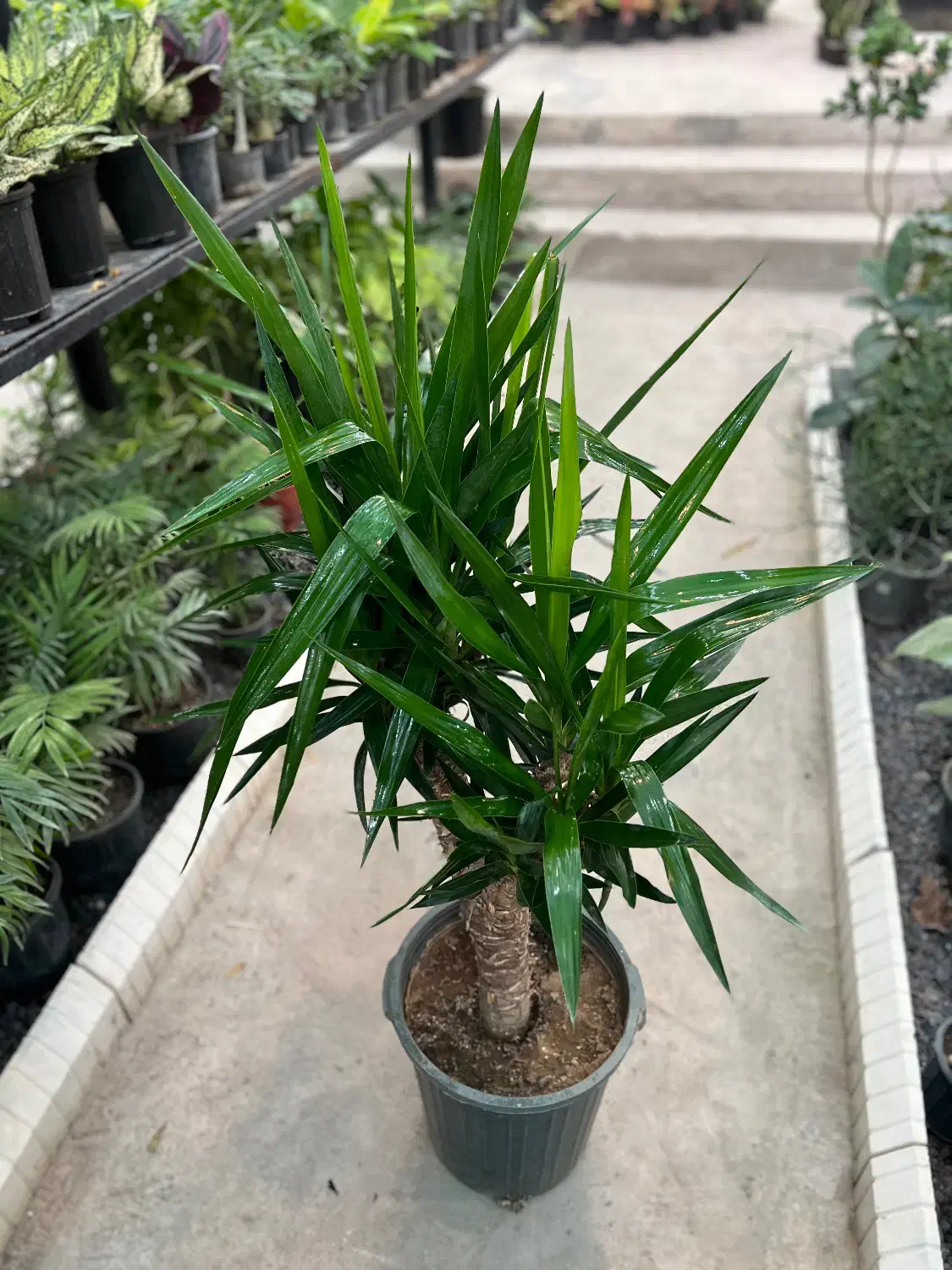 گل یوکا|گل و گیاه طبیعی|رشت, بیجارپس|دیوار