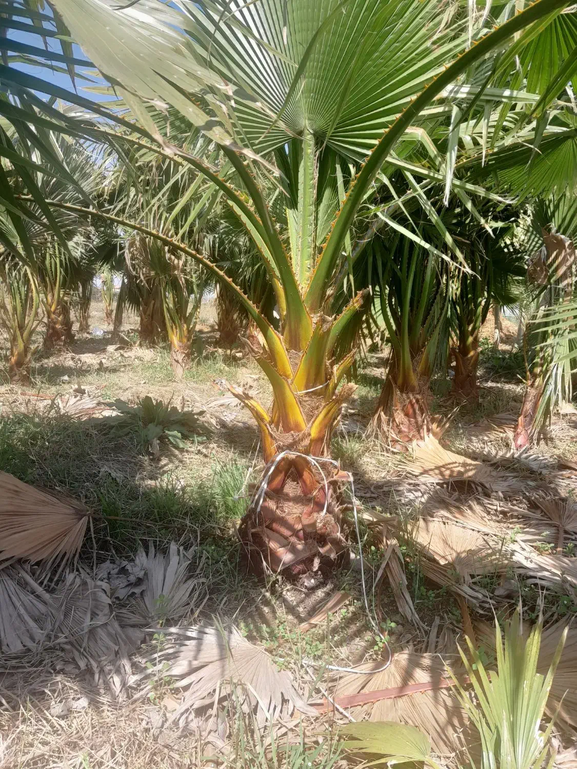 گل پالم|گل و گیاه طبیعی|رودبنه, |دیوار