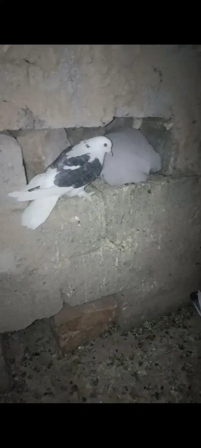 کفتر کورکورو اصل|پرنده|زهک, |دیوار