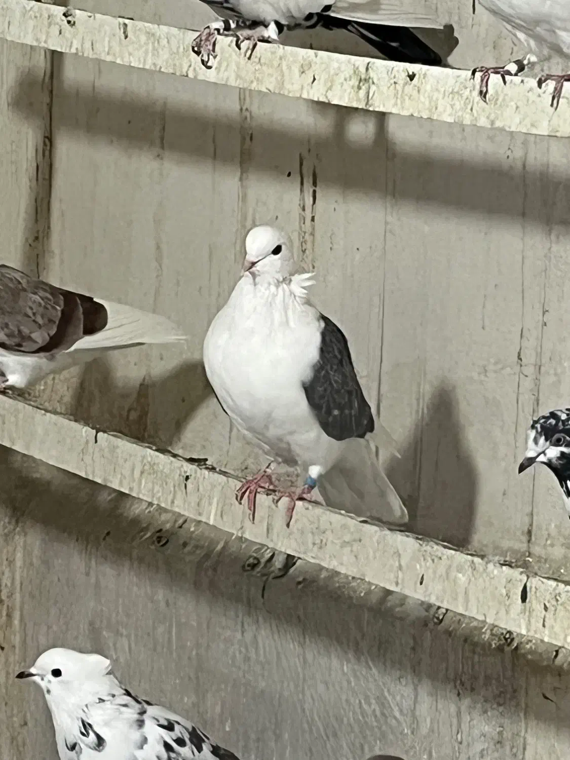 کبوتر ماده پشدار کاکلی|پرنده|کرج, حصارک بالا|دیوار