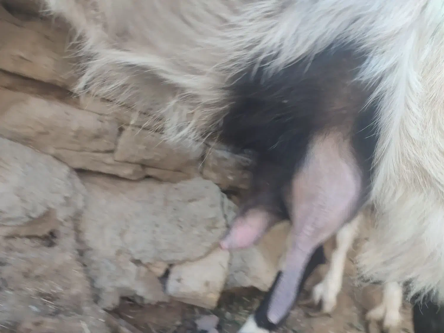 بز مالداری|حیوانات مزرعه|سراوان, |دیوار