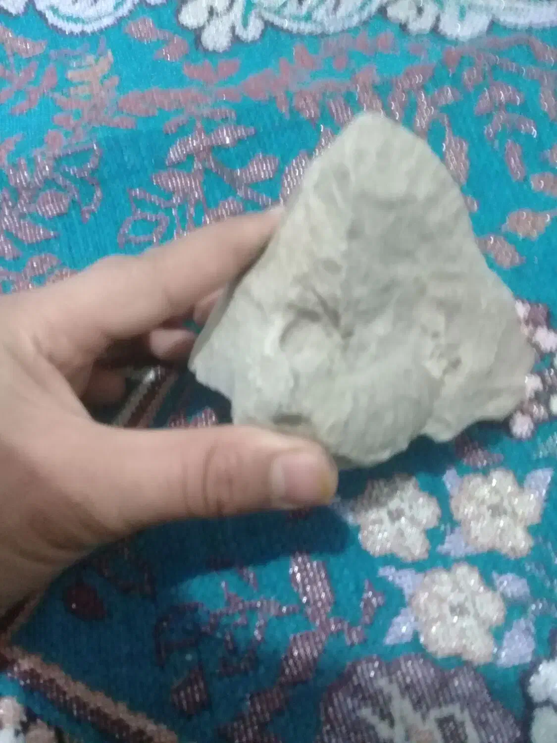 فسیل‌صدف‌و‌مسیل‌حیوان‌در‌یایی‌‌‌چند‌سا‌له|کلکسیون و سرگرمی|مشهد, رده|دیوار