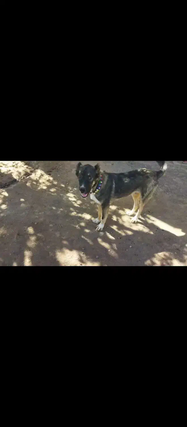 سگ توله خراسانی|سگ|پائین جام, |دیوار